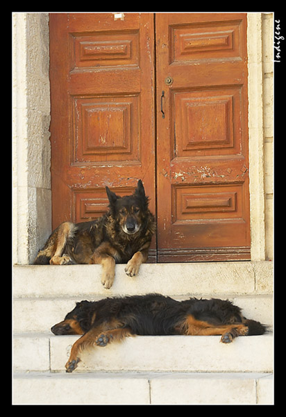 La sieste des chiens