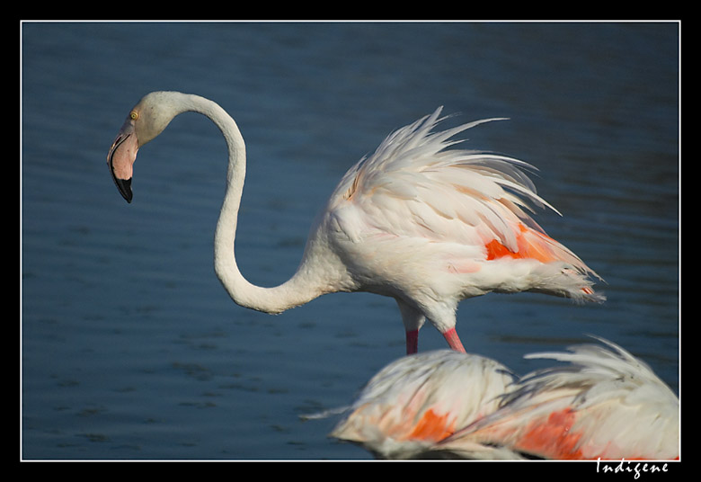 Le flamant rose en Camargue