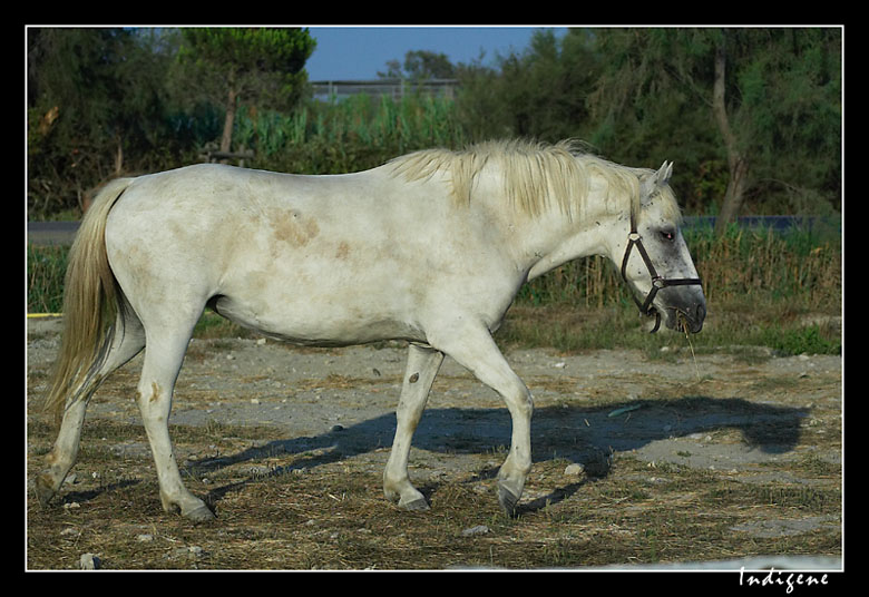 Le cheval de Camargue