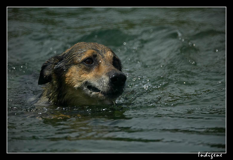 Le chien à la nage