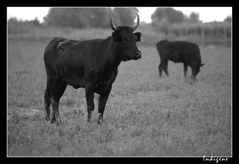 Le taureau de Camargue