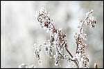 photo Plante couverte de givre