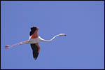 photo Flamant rose en vol