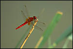 photo La libellule rouge