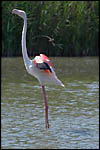 photo Flamant rose en Camargue