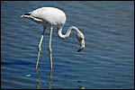 photo Le flamant rose cherche sa nourriture