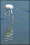 photo Le reflet du flamant rose