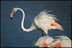 photo Le flamant rose en Camargue