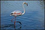 photo La démarche du flamant rose