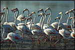 photo Colonie de flamants roses