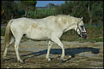 photo Le cheval de Camargue