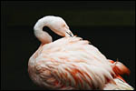 photo Flamant la tête dans ses plumes