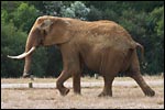 photo Elephant