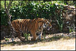 photo Le tigre