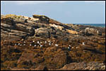 photo Les colonies d'oiseaux