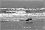 photo Un oiseau à la Mer du Nord