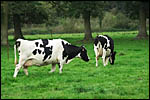 photo Les vaches