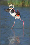 photo Le flamant de Camargue