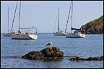 photo La mouette sur son rocher