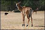 photo L'antilope