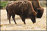 photo Les bisons