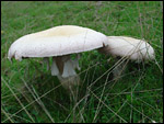 photo Les champignons des prés