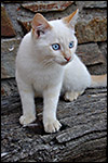 photo Chaton blanc