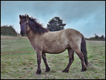 photo Le cheval de Solutré