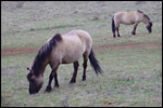 photo Les chevaux de Solutré