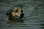 photo Le chien à la nage