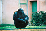 photo Le chimpanzé