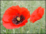 photo Coquelicot dans les prés