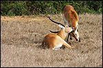 photo Couple d'antilopes