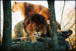 photo Couple de lions