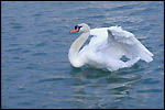 photo L'envol du cygne