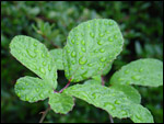 photo Feuille de ronce couverte de pluie