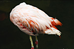 photo Flamant rose