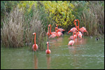 photo Les flamants roses à Villars-les-Dombes