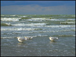 photo Les goélands de la Mer du Nord