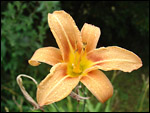 photo Gouttes de pluie sur une fleur d'hemerocallis