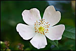 photo Ronce en fleurs