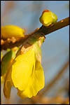 photo Le forsythia