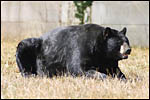 photo L'ours noir