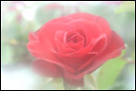 photo La rose