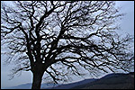 photo La silhouette d'un arbre