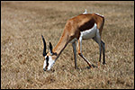 photo Springbok