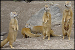 photo Les suricates