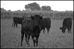 photo Taureau Camarguais