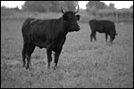 photo Le taureau de Camargue