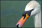 photo Tête de cygne